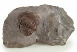 Red Austerops Trilobite - Hmar Laghdad, Morocco #315740-4